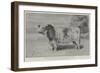 The Queen's Sale of Pure-Bred Cattle-null-Framed Giclee Print