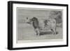 The Queen's Sale of Pure-Bred Cattle-null-Framed Giclee Print