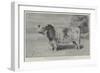 The Queen's Sale of Pure-Bred Cattle-null-Framed Giclee Print