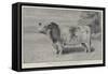 The Queen's Sale of Pure-Bred Cattle-null-Framed Stretched Canvas