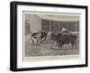 The Queen's Sale of Shorthorn, Hereford and Devon Cattle at the Prince Consort's Shaw Farm, Windsor-John Charles Dollman-Framed Giclee Print