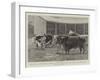 The Queen's Sale of Shorthorn, Hereford and Devon Cattle at the Prince Consort's Shaw Farm, Windsor-John Charles Dollman-Framed Giclee Print