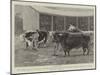 The Queen's Sale of Shorthorn, Hereford and Devon Cattle at the Prince Consort's Shaw Farm, Windsor-John Charles Dollman-Mounted Giclee Print