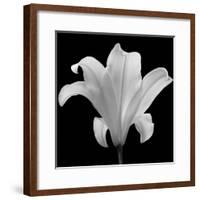 The Quiet Japanese Lilly, 2006-Hiroyuki Arakawa-Framed Photographic Print