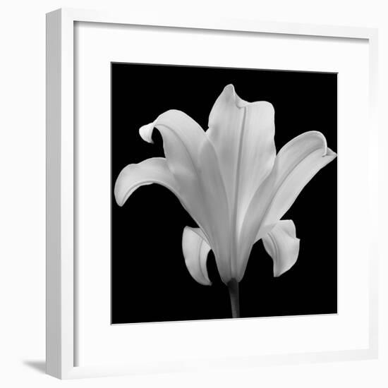 The Quiet Japanese Lilly, 2006-Hiroyuki Arakawa-Framed Photographic Print