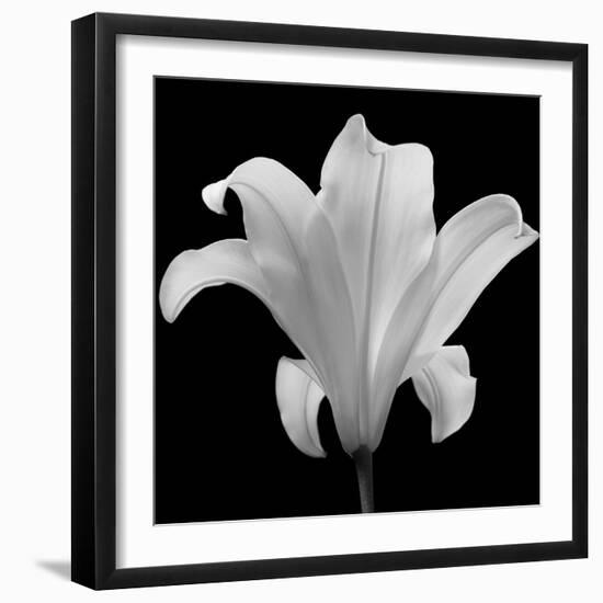 The Quiet Japanese Lilly, 2006-Hiroyuki Arakawa-Framed Photographic Print