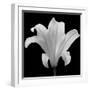 The Quiet Japanese Lilly, 2006-Hiroyuki Arakawa-Framed Photographic Print