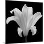 The Quiet Japanese Lilly, 2006-Hiroyuki Arakawa-Mounted Photographic Print