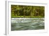 The Quinault River Flows by the Vivid Green Rain Forests of the Olympic National Park in Washington-Ben Herndon-Framed Photographic Print