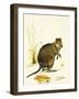 The Quokka from Australia, a Type of Wallaby-Kenneth Lilly-Framed Giclee Print