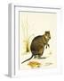 The Quokka from Australia, a Type of Wallaby-Kenneth Lilly-Framed Giclee Print