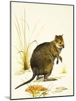 The Quokka from Australia, a Type of Wallaby-Kenneth Lilly-Mounted Giclee Print