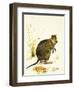 The Quokka from Australia, a Type of Wallaby-Kenneth Lilly-Framed Giclee Print