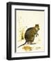 The Quokka from Australia, a Type of Wallaby-Kenneth Lilly-Framed Giclee Print