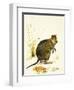 The Quokka from Australia, a Type of Wallaby-Kenneth Lilly-Framed Giclee Print