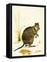 The Quokka from Australia, a Type of Wallaby-Kenneth Lilly-Framed Stretched Canvas