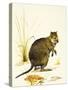 The Quokka from Australia, a Type of Wallaby-Kenneth Lilly-Stretched Canvas