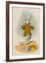 The Rabbit Running Away, 1930-John Tenniel-Framed Giclee Print