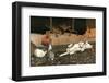 The Rabbits Join the Other Animals by the Fire-Cecil Aldin-Framed Photographic Print