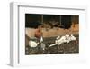 The Rabbits Join the Other Animals by the Fire-Cecil Aldin-Framed Photographic Print