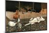 The Rabbits Join the Other Animals by the Fire-Cecil Aldin-Mounted Photographic Print