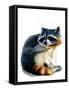 The Raccoon on White, 2020, (Pen and Ink)-Mike Davis-Framed Stretched Canvas