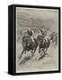 The Race for the St Leger, Defeat of Lord Rosebery's Colt Ladas by Lord Alington's Filly Throstle-Stanley Berkeley-Framed Stretched Canvas