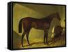 The Race Horse 'Merry Monarch' in a Stall-John Frederick Herring I-Framed Stretched Canvas