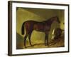 The Race Horse 'Merry Monarch' in a Stall-John Frederick Herring I-Framed Giclee Print