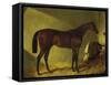 The Race Horse 'Merry Monarch' in a Stall-John Frederick Herring I-Framed Stretched Canvas