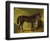 The Race Horse 'Merry Monarch' in a Stall-John Frederick Herring I-Framed Premium Giclee Print