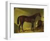 The Race Horse 'Merry Monarch' in a Stall-John Frederick Herring I-Framed Premium Giclee Print