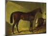 The Race Horse 'Merry Monarch' in a Stall-John Frederick Herring I-Mounted Premium Giclee Print