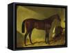 The Race Horse 'Merry Monarch' in a Stall-John Frederick Herring I-Framed Stretched Canvas