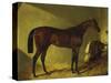 The Race Horse 'Merry Monarch' in a Stall-John Frederick Herring I-Stretched Canvas