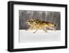 The Race-Lisa Dearing-Framed Photographic Print