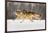 The Race-Lisa Dearing-Framed Photographic Print