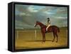 The Racehorse 'The Colonel' with William Scott Up-Federico Ballesio-Framed Stretched Canvas