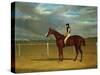 The Racehorse 'The Colonel' with William Scott Up-Federico Ballesio-Stretched Canvas