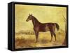 The Racehorse 'Tranby' in a River Landscape-Edward Troye-Framed Stretched Canvas