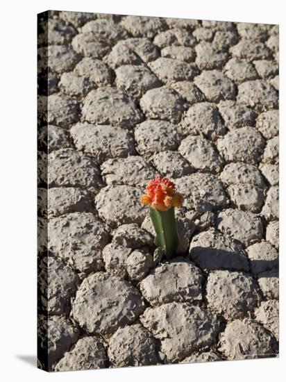 The Racetrack Point, Death Valley National Park, California, USA-Angelo Cavalli-Stretched Canvas