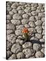 The Racetrack Point, Death Valley National Park, California, USA-Angelo Cavalli-Stretched Canvas