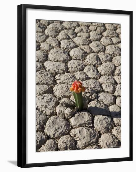 The Racetrack Point, Death Valley National Park, California, USA-Angelo Cavalli-Framed Photographic Print