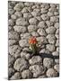 The Racetrack Point, Death Valley National Park, California, USA-Angelo Cavalli-Mounted Photographic Print