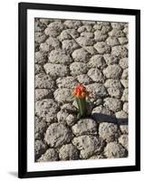 The Racetrack Point, Death Valley National Park, California, USA-Angelo Cavalli-Framed Photographic Print