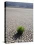 The Racetrack Point, Death Valley National Park, California, USA-Angelo Cavalli-Stretched Canvas