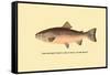 The Rainbow Trout-H.h. Leonard-Framed Stretched Canvas