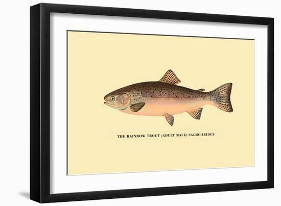 The Rainbow Trout-H.h. Leonard-Framed Art Print