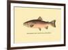 The Rainbow Trout-H.h. Leonard-Framed Art Print