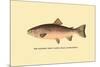 The Rainbow Trout-H.h. Leonard-Mounted Art Print